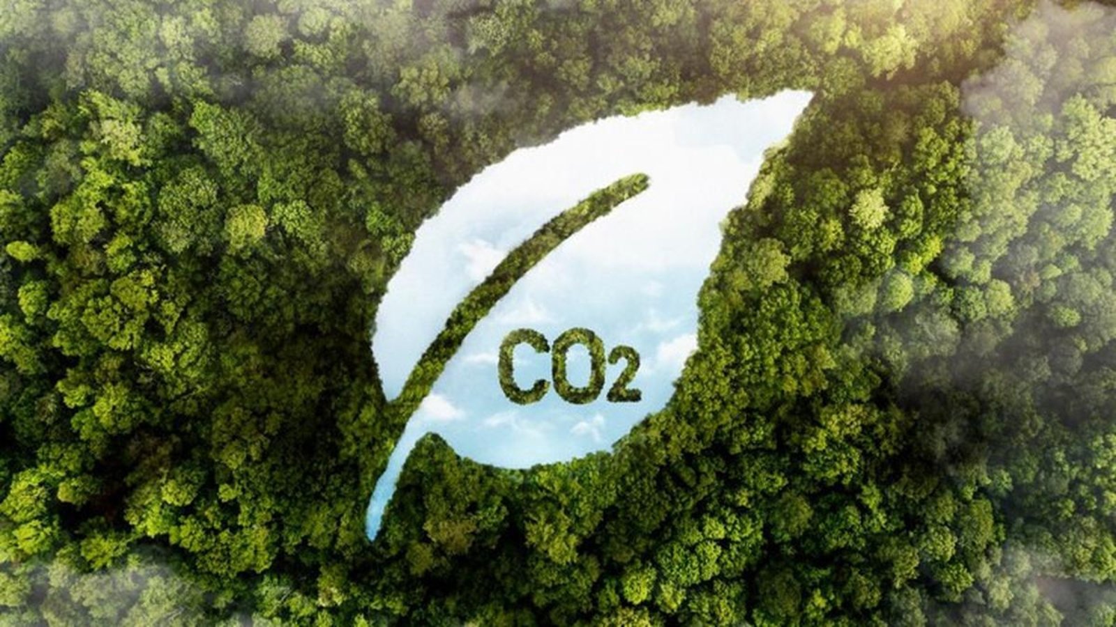 080783800_1713086574-view-green-forest-trees-with-co2_23-2149675039.jpg
